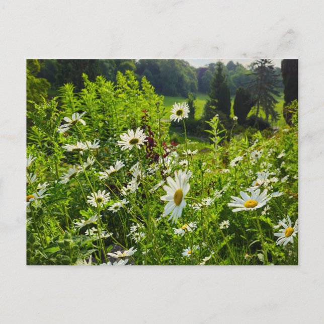 Blommor Vykort (Framsida)