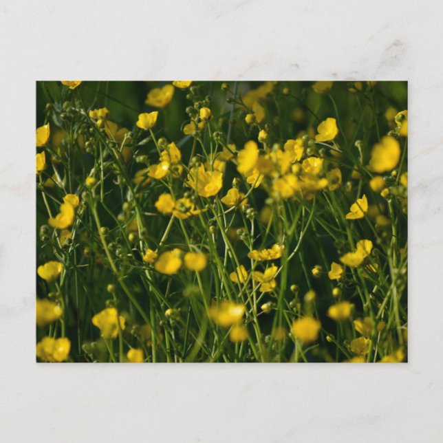 Blommor Vykort (Framsida)