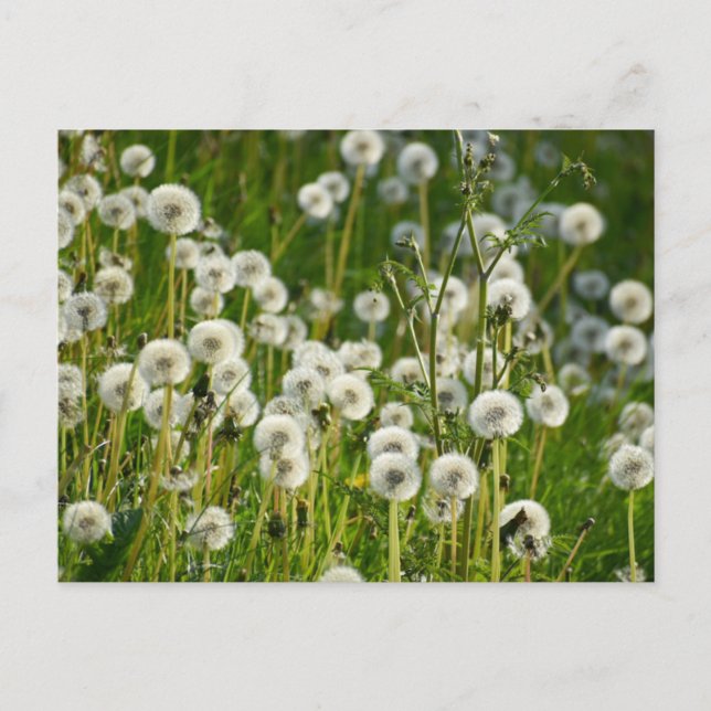 Blommor Vykort (Framsida)