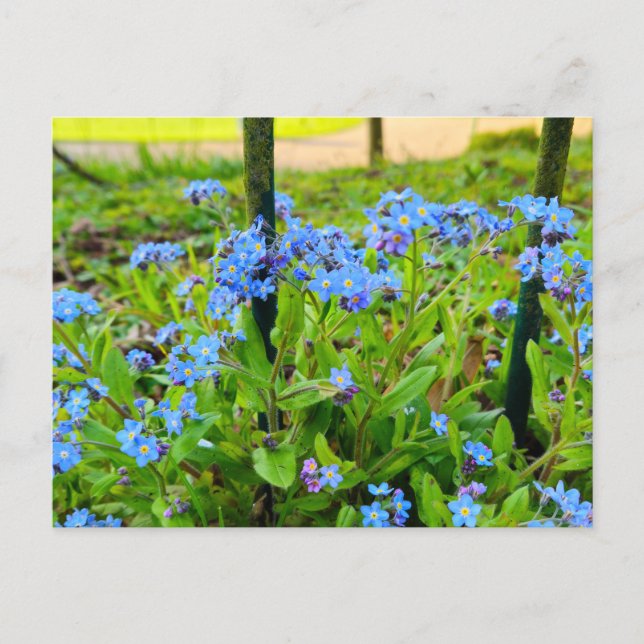 Blommor Vykort (Framsida)