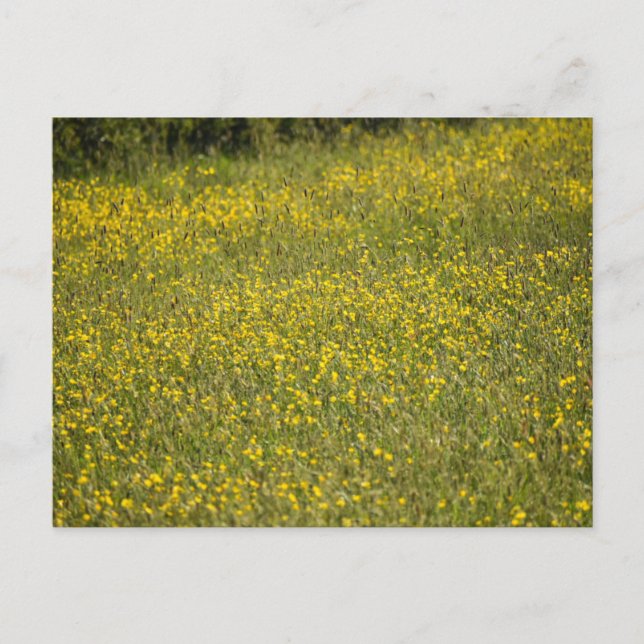 Blommor Vykort (Framsida)