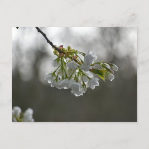 Blommor Vykort