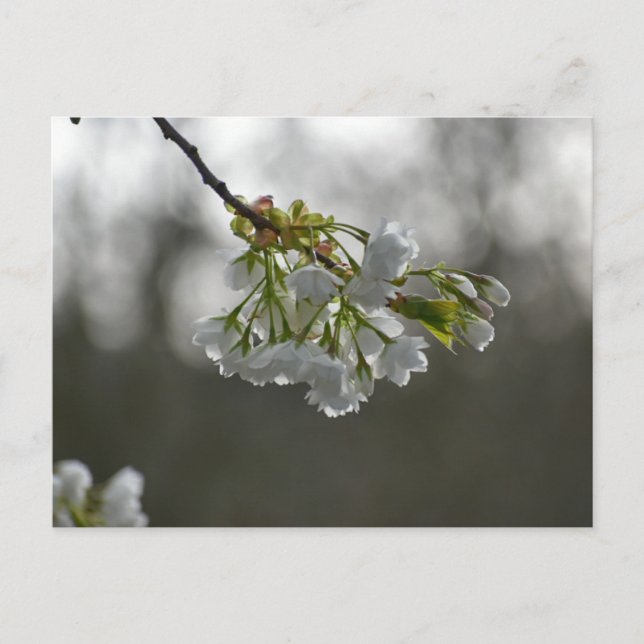 Blommor Vykort (Framsida)