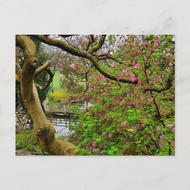 Blommor Vykort (Framsida)