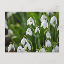 Blommor Vykort