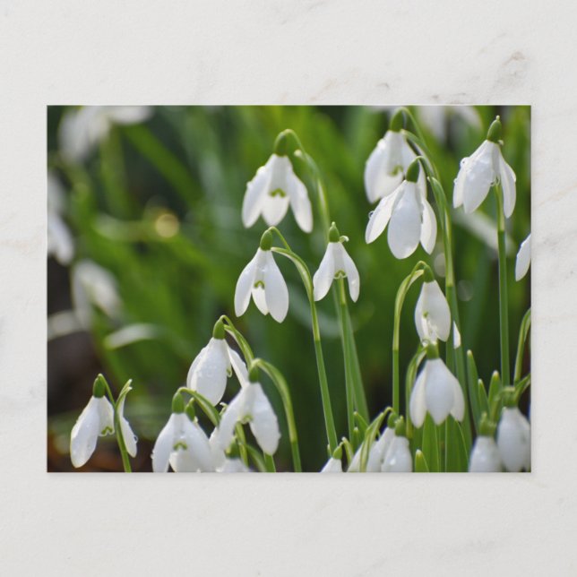 Blommor Vykort (Framsida)