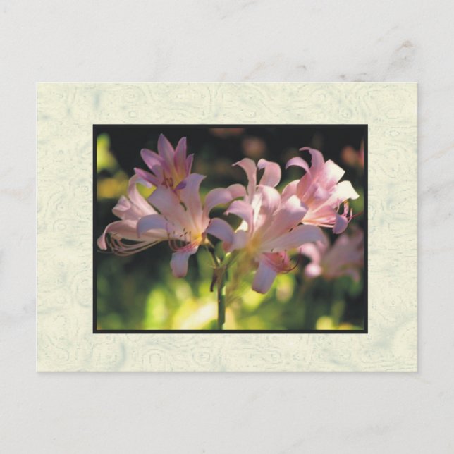 blommor vykort (Framsida)