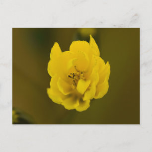 Blommor Vykort