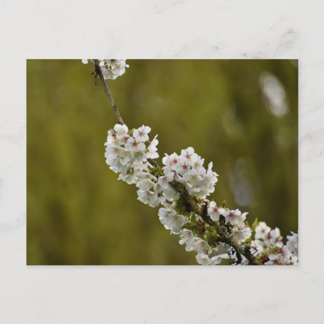 Blommor Vykort (Framsida)