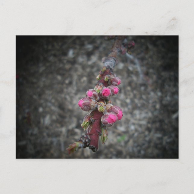 blommor vykort (Framsida)