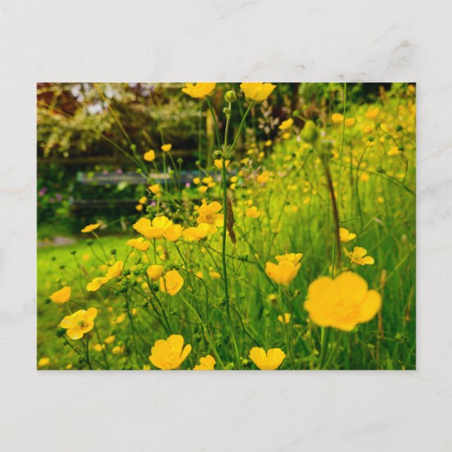 Blommor Vykort (Framsida)