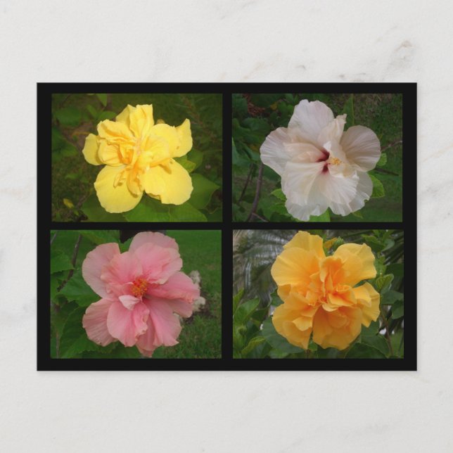 Blommor Vykort (Framsida)