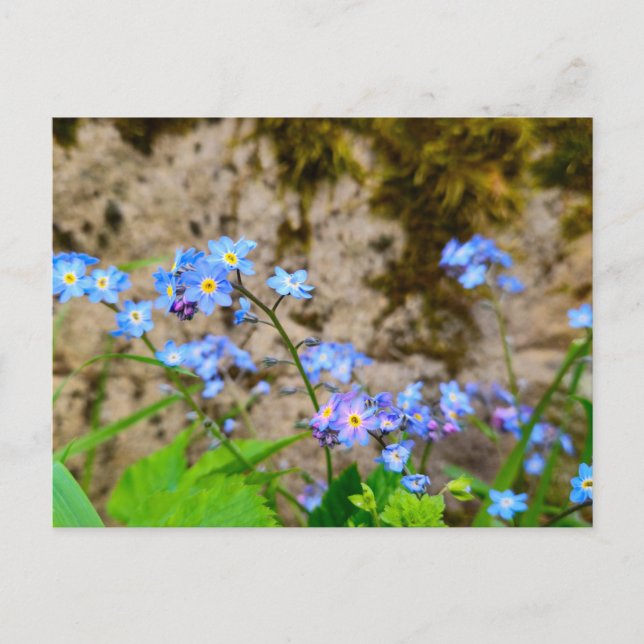 Blommor Vykort (Framsida)