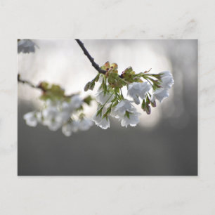 Blommor Vykort