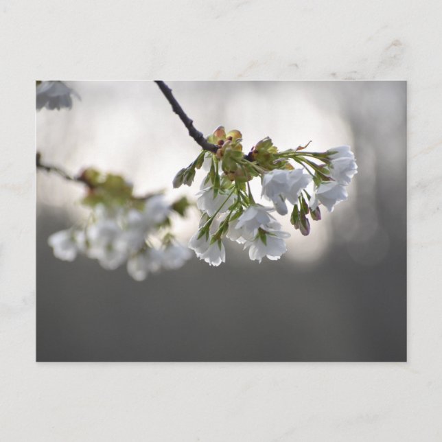 Blommor Vykort (Framsida)