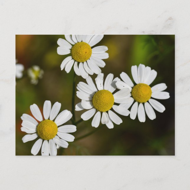 Blommor Vykort (Framsida)
