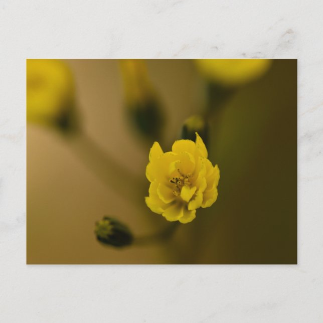 Blommor Vykort (Framsida)
