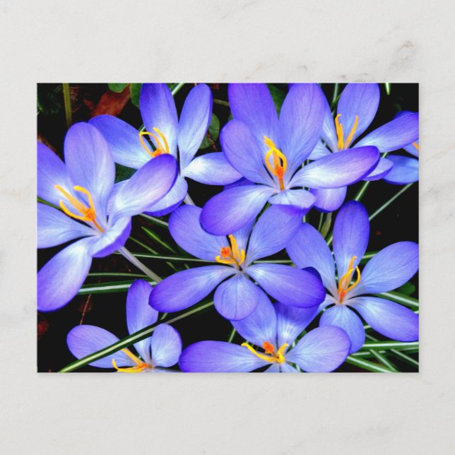 Blommor Vykort (Framsida)
