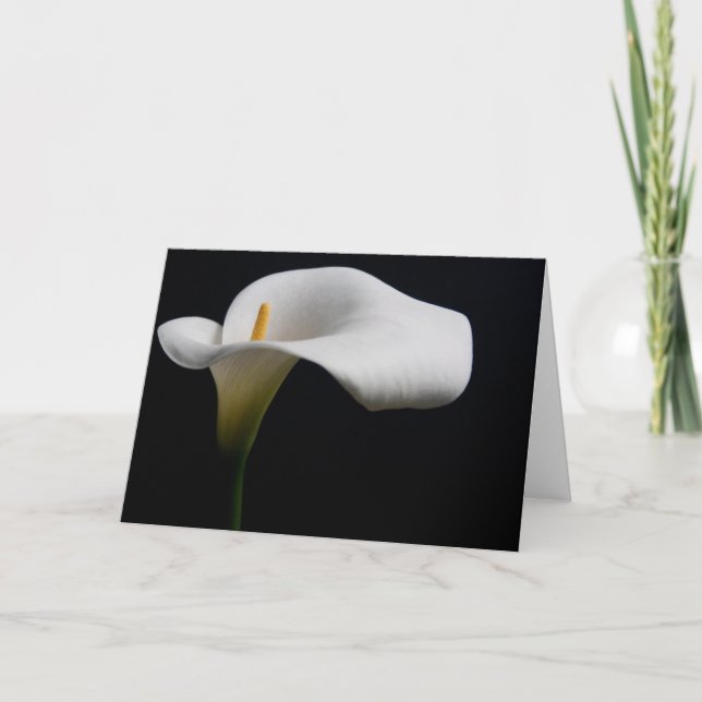 Blommor | White Calla Lily Kort (Framsida)