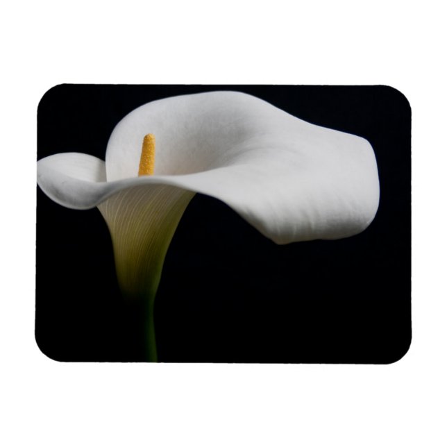 Blommor | White Calla Lily Magnet (Horisontell)