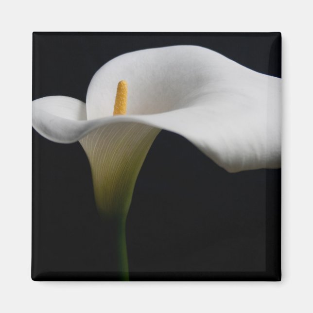 Blommor | White Calla Lily Magnet (Framsidan)
