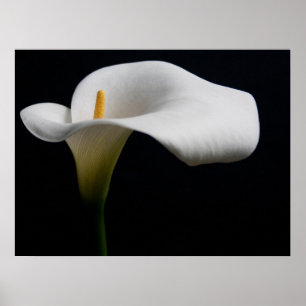 Blommor White Calla Lily Poster