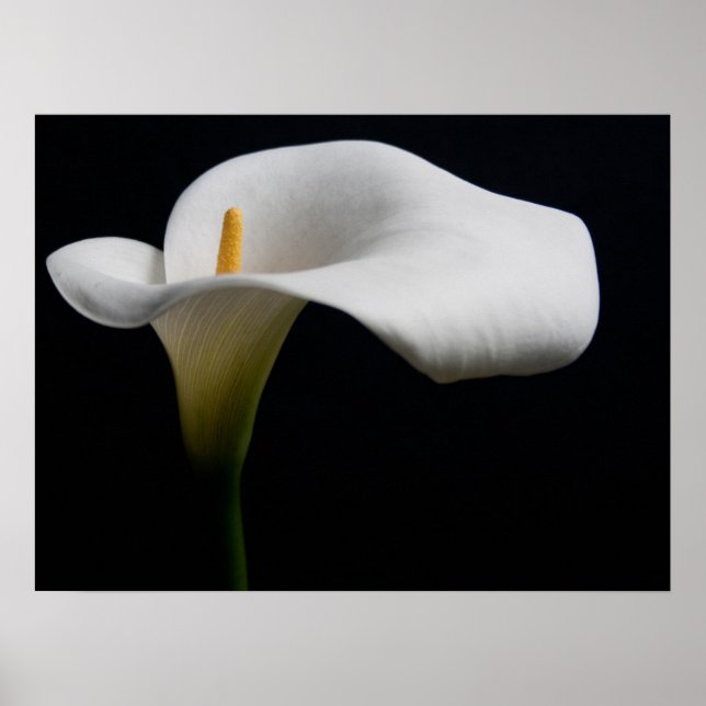 Blommor | White Calla Lily Poster (Framsidan)