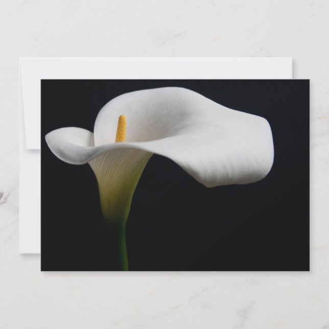 Blommor | White Calla Lily Tack Kort (Framsida)