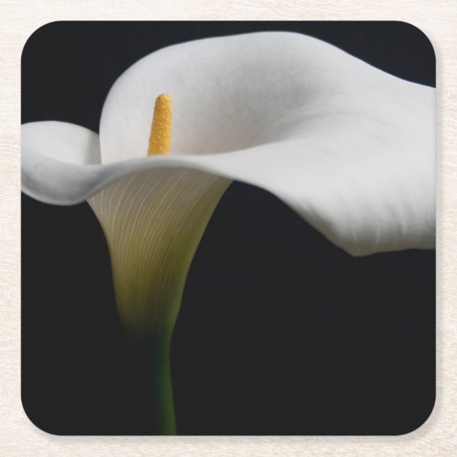 Blommor | White Calla Lily Underlägg Papper Kvadrat (Framsidan)