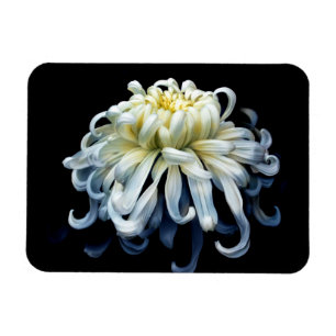 Blommor White Chrysanthemum Magnet