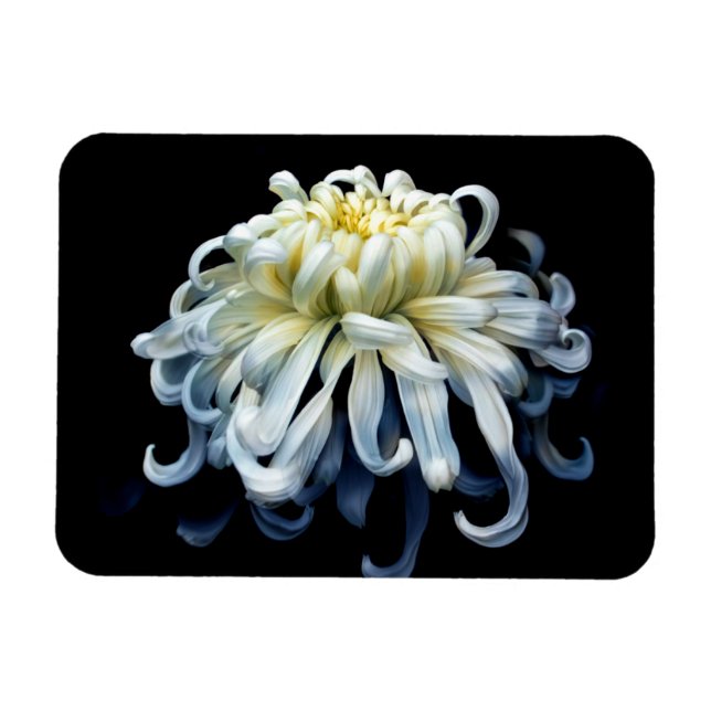 Blommor | White Chrysanthemum Magnet (Horisontell)