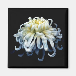 Blommor White Chrysanthemum Magnet
