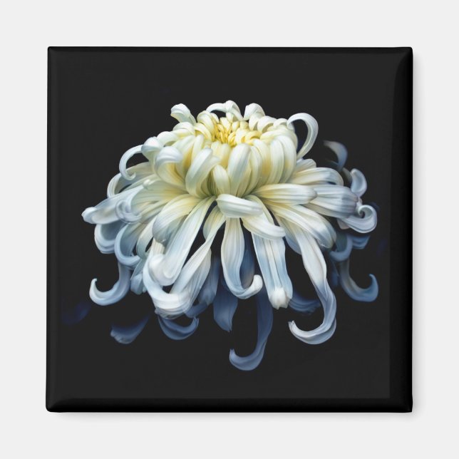 Blommor | White Chrysanthemum Magnet (Framsidan)