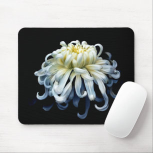 Blommor   White Chrysanthemum Musmatta