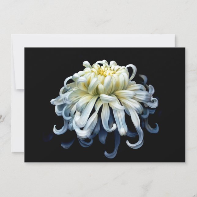 Blommor | White Chrysanthemum Tack Kort (Framsida)