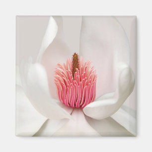 Blommor   White Magnolia Magnet
