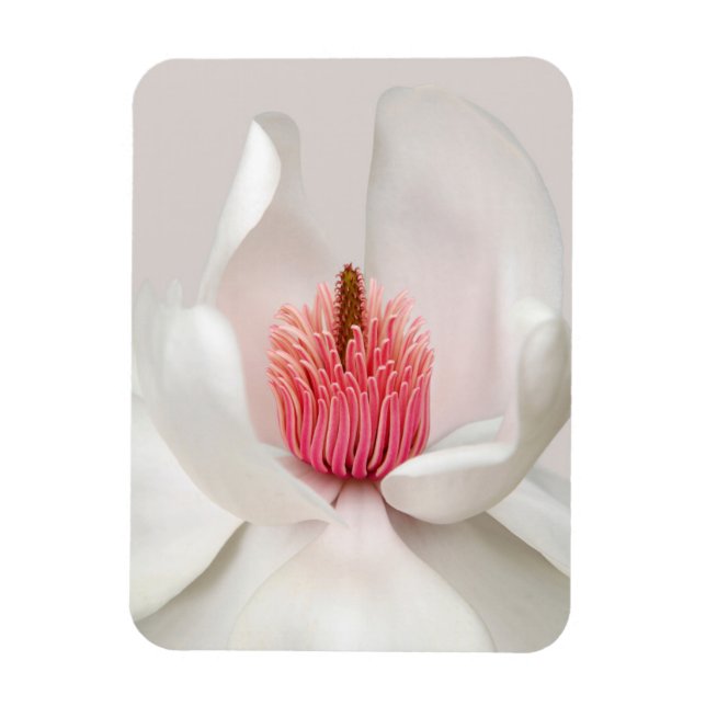 Blommor | White Magnolia Magnet (Vertikal)