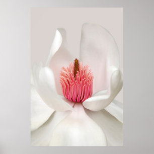 Blommor White Magnolia Poster