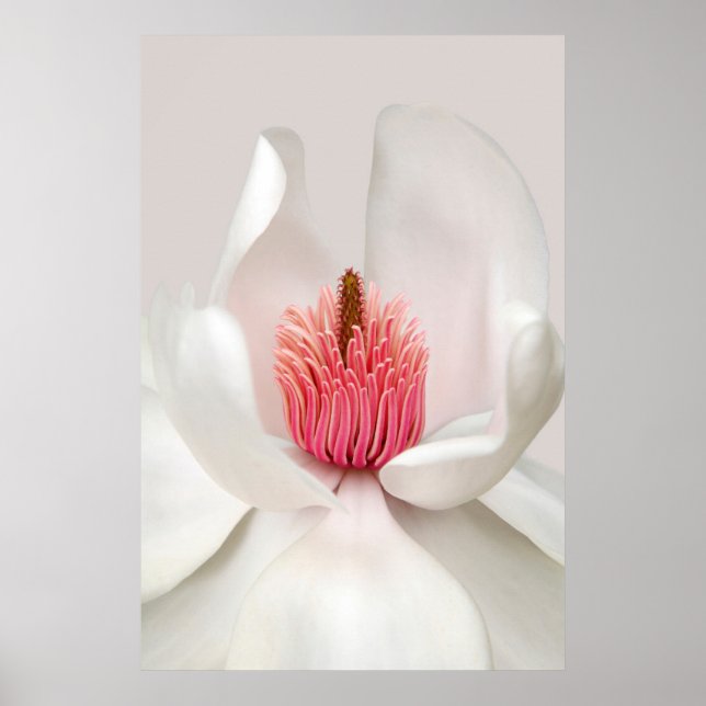 Blommor | White Magnolia Poster (Framsidan)
