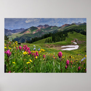 Blommor   Wildblommor Durango, Colorado Poster