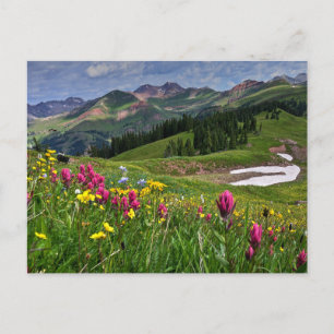 Blommor Wildblommor Durango, Colorado Vykort