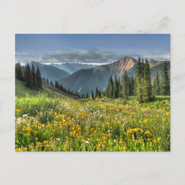 Blommor | Wildblommor Silverton Colorado Vykort (Framsida)