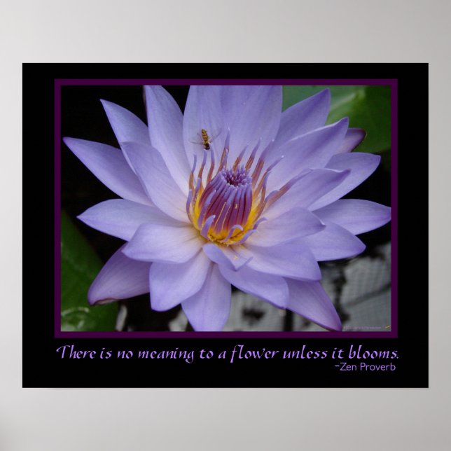 Blommor Zen Proverb Lila Vatten Lily & Bee Poster (Framsidan)