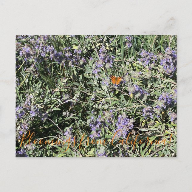 Blomningar från Kalifornien: Bee's Bliss Salvia Vykort (Framsida)