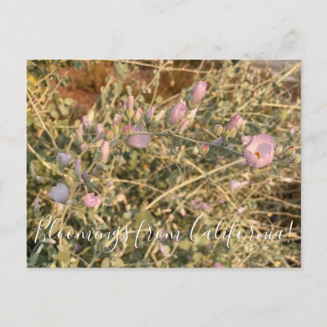 Blomningar från Kalifornien:  Chaparral Mallow Vykort (Framsida)