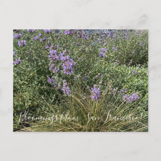 Blomningar från Kalifornien: Cleveland Sage Vykort (Framsida)