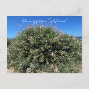 Blomningar från Kalifornien: Coastal Bush Lupine Vykort
