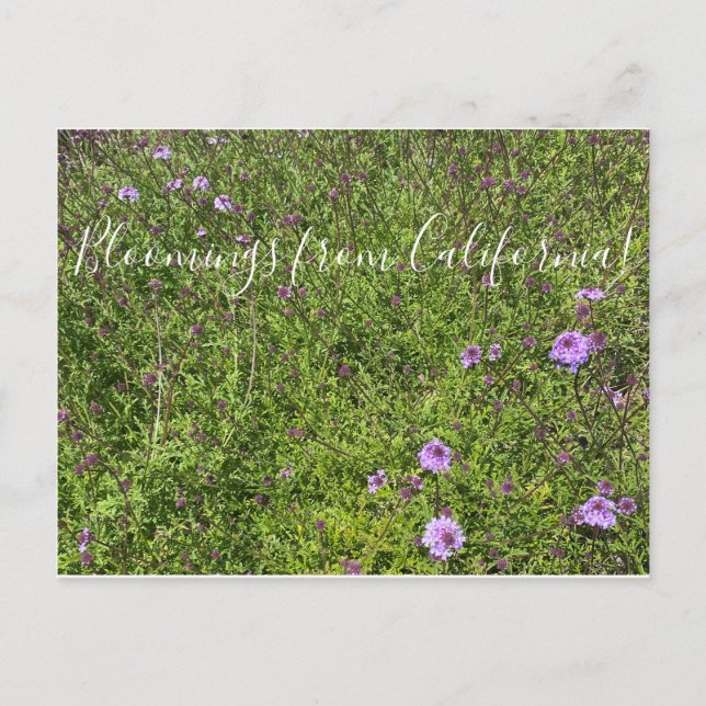 Blomningar från Kalifornien: De La Mina Verbena Vykort (Framsida)