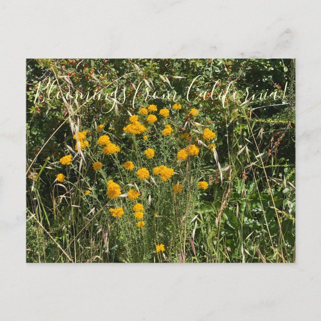 Blomningar från Kalifornien: Golden Yarrow Vykort (Framsida)