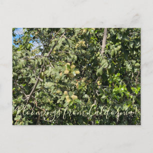Blomningar från Kalifornien: Hollyleaf Cherry Vykort